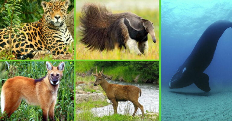 ANIMALES AUTÓCTONOS EN PELIGRO