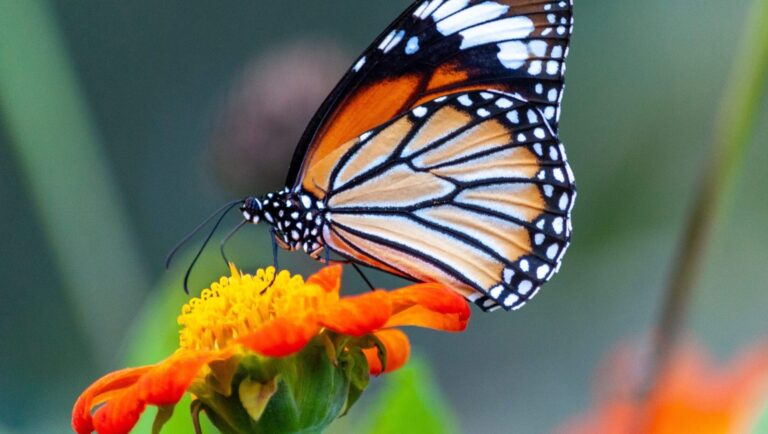 5 de junio Día Mundial del Medio Ambiente