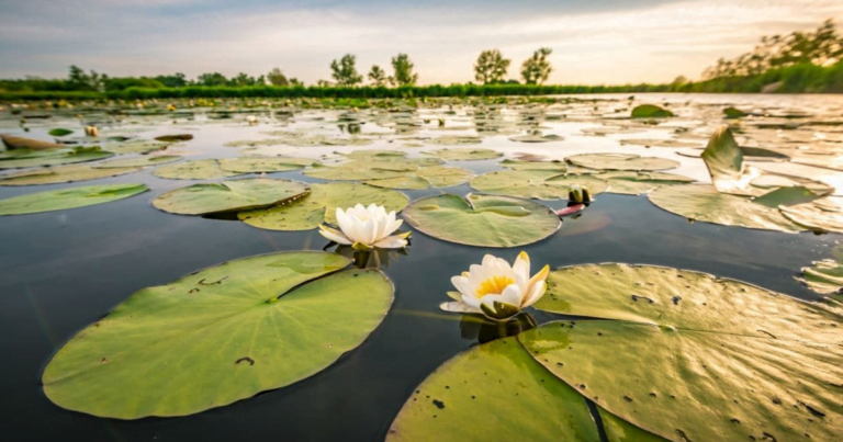 2 de febrero Día Mundial de los humedales